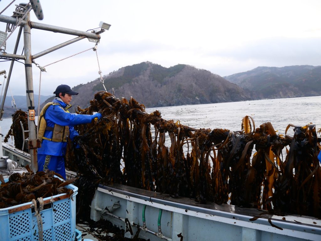 【岩手県大船渡市 山火事】春の訪れを告げるワカメ漁を支える。なりわい支援を通して学ぶ被災地の魅力 1 P1036588