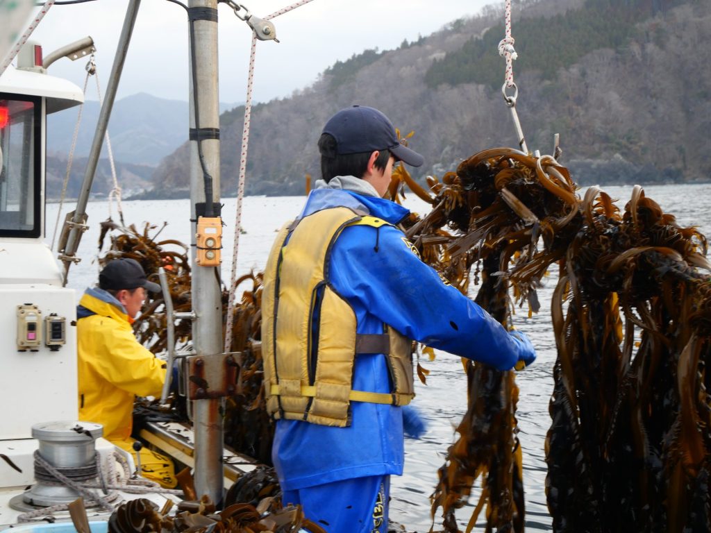 【岩手県大船渡市 山火事】春の訪れを告げるワカメ漁を支える。なりわい支援を通して学ぶ被災地の魅力 6 P1036600