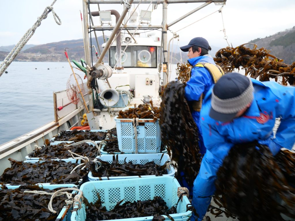 【岩手県大船渡市 山火事】春の訪れを告げるワカメ漁を支える。なりわい支援を通して学ぶ被災地の魅力 7 P1036609