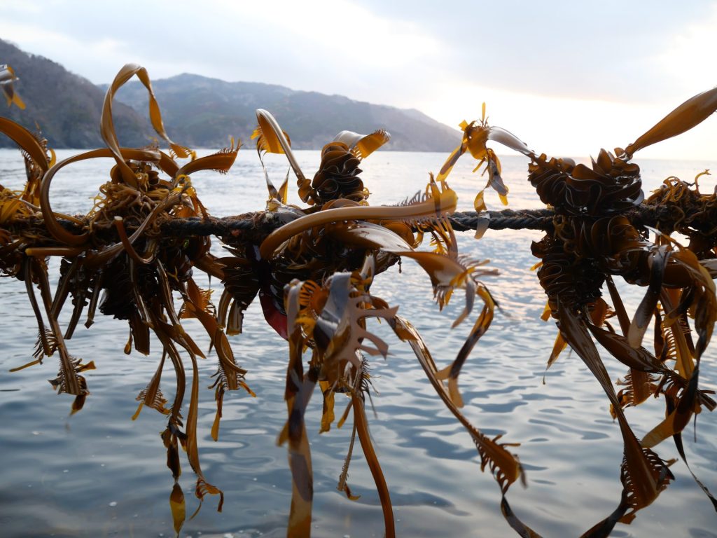 【岩手県大船渡市 山火事】春の訪れを告げるワカメ漁を支える。なりわい支援を通して学ぶ被災地の魅力 8 P1036605
