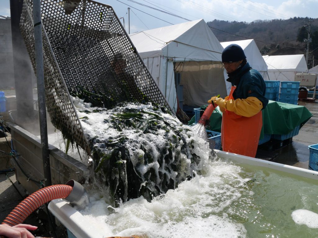 【岩手県大船渡市 山火事】春の訪れを告げるワカメ漁を支える。なりわい支援を通して学ぶ被災地の魅力 10 P1036553
