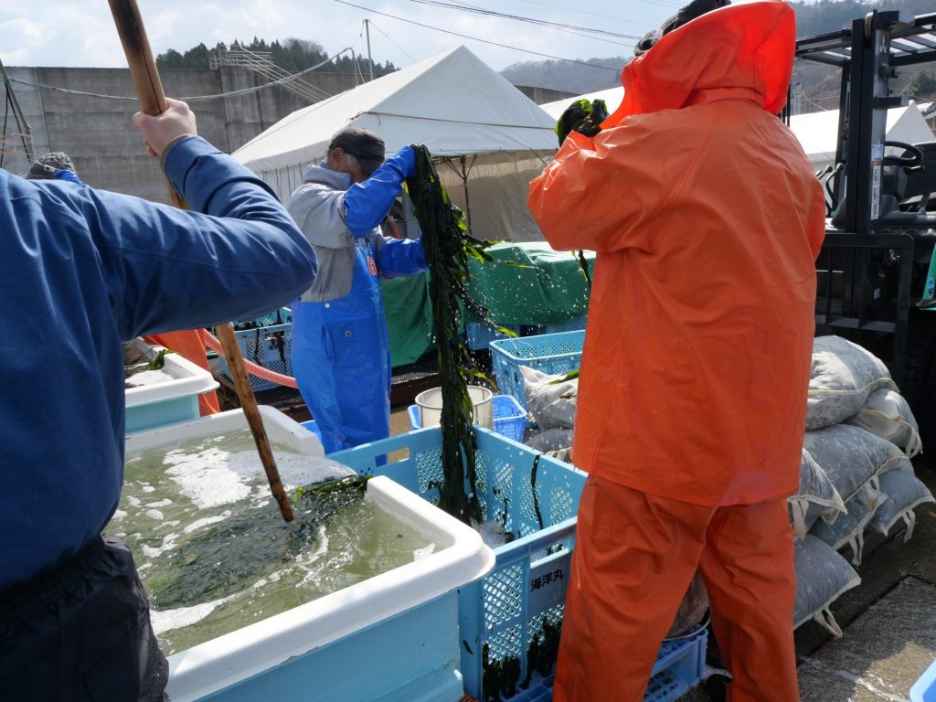 【岩手県大船渡市 山火事】春の訪れを告げるワカメ漁を支える。なりわい支援を通して学ぶ被災地の魅力 11 P1036549