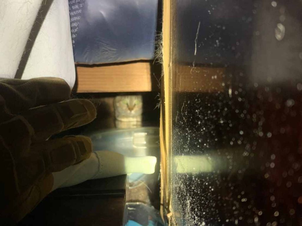 ヘリコプターで命を救う_ARROWSパイロットのリアルストーリー【#2】 11 猫の救出の写真