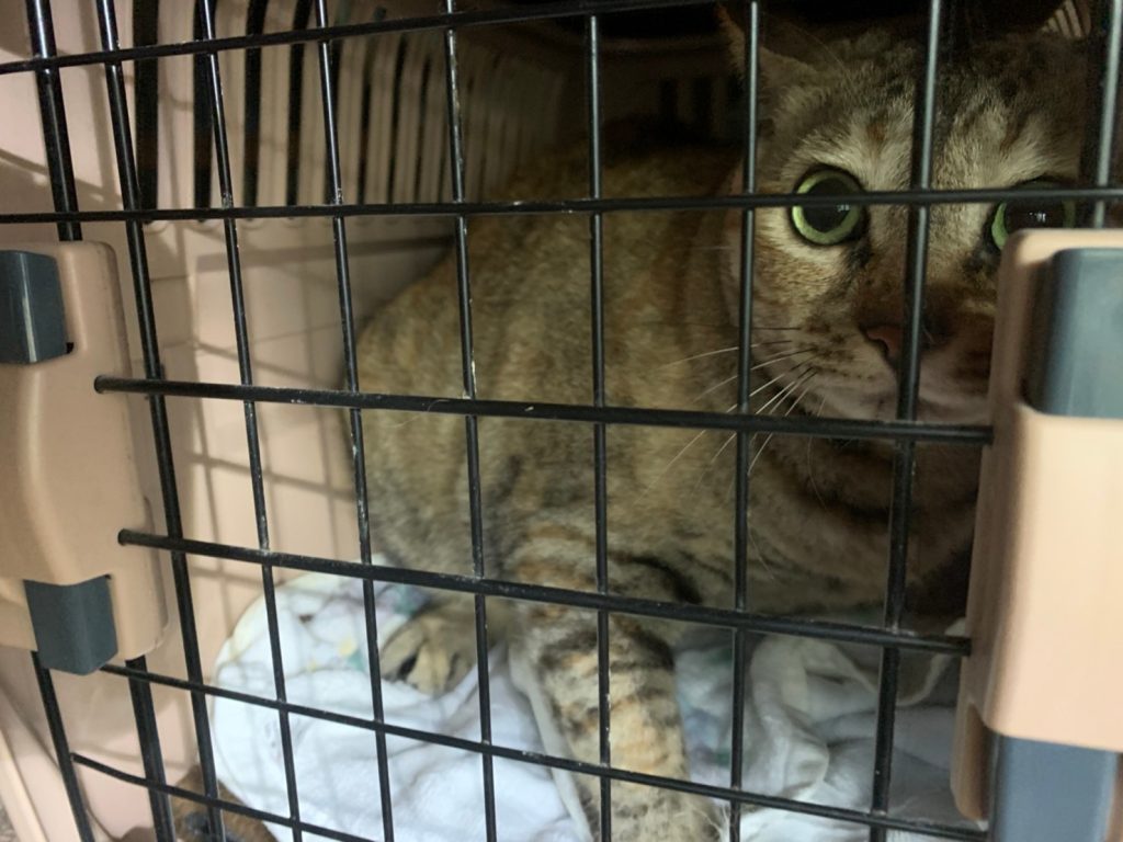 ヘリコプターで命を救う_ARROWSパイロットのリアルストーリー【#2】 12 無事に救出した猫の写真