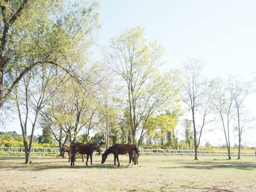 【メディア情報】引退競走馬に癒やされ 珠洲のホースパークで「お茶会」の模様が掲載されました 3 IMG 4777