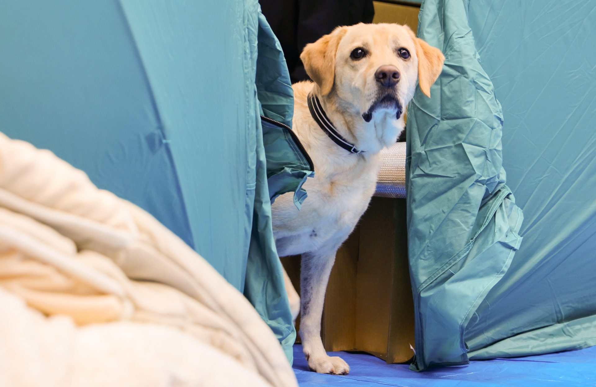 【メディア掲載】「うちの子と、どう逃げる？」ペット防災チームの活動が「Yahoo！ニュース」などで掲載されました